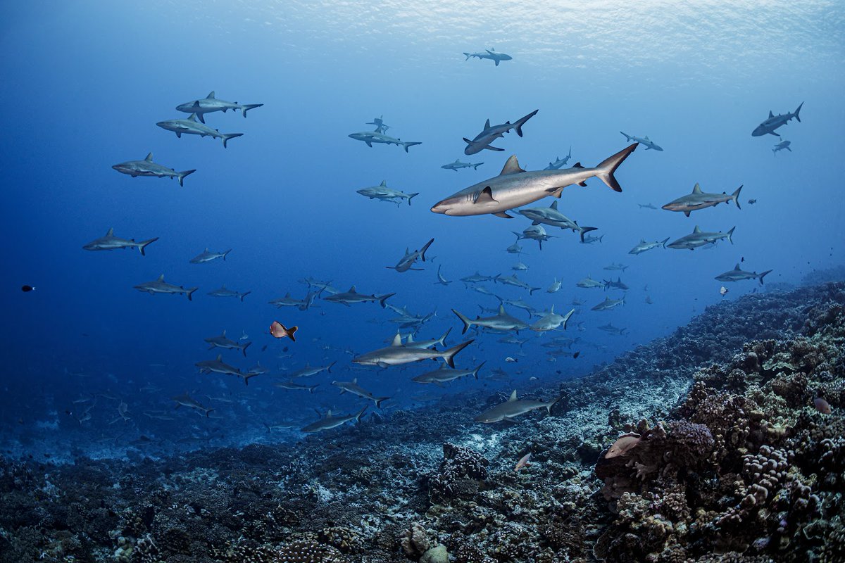 Pour la #JournéeMondialeDesEspècesMenacées n'oublions pas que la préservation des requins est un enjeu prioritaire 🦈 Nous sommes fiers de soutenir #SharksMissionFrance & son engagement pour la protection des 🦈 à l'échelle mondiale! 📷 ©Tobias Friedrich below-surface.com