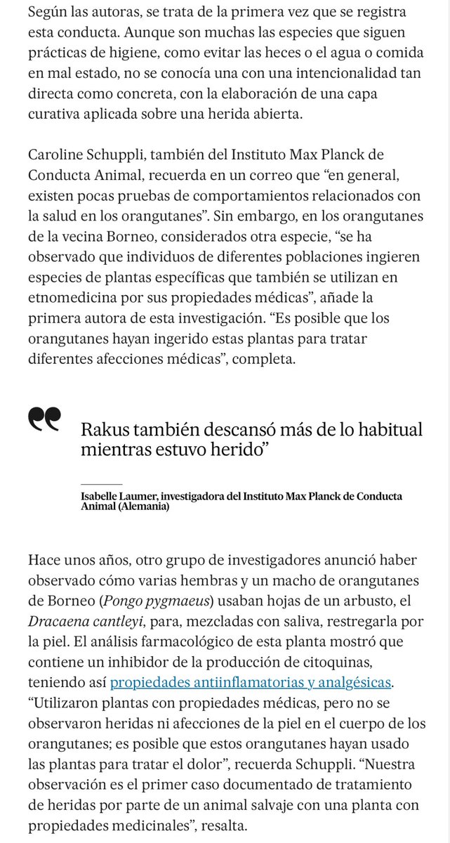 El orangután sufrió una profunda herida y los investigadores observaron una conducta nueva: arrancó hojas de F. tinctoria, las masticó y se las aplicó en la herida. La historia de 'Rakus', el orangután que se automedicó con berberina, en @materia_ciencia. Y como mandan los…