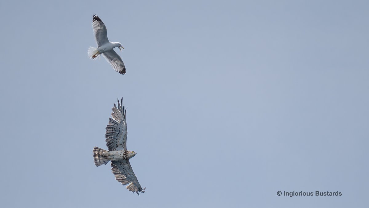 440 Black #Kites, 105 European Honey #Buzzards, 34 Booted & 23 Short-toed #Eagles, Egyptian Vulture, Black and White Storks and 71 returning Griffon #Vultures as European Bee-eaters piled in y´day! This Short-toed Eagle got a customary Yellow-legged Gull welcome to Europe!
