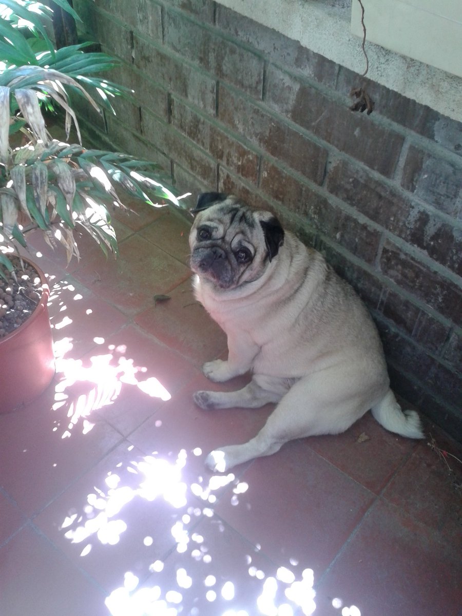 Esperando su paseíto. #BuenosDias #FelizViernesATodos #FelizViernes #FelizFinDeSemana #FelizFinde #pug #puglife #reycarlino #puglover #HalaMadrid #HalaMadridYNadaMas #NoAlRacismo