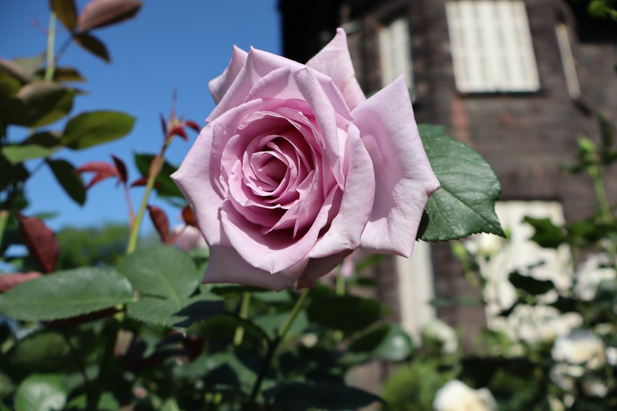 ブルー・ムーン ついに咲きました！昨年の人気投票で初の1位に輝いた