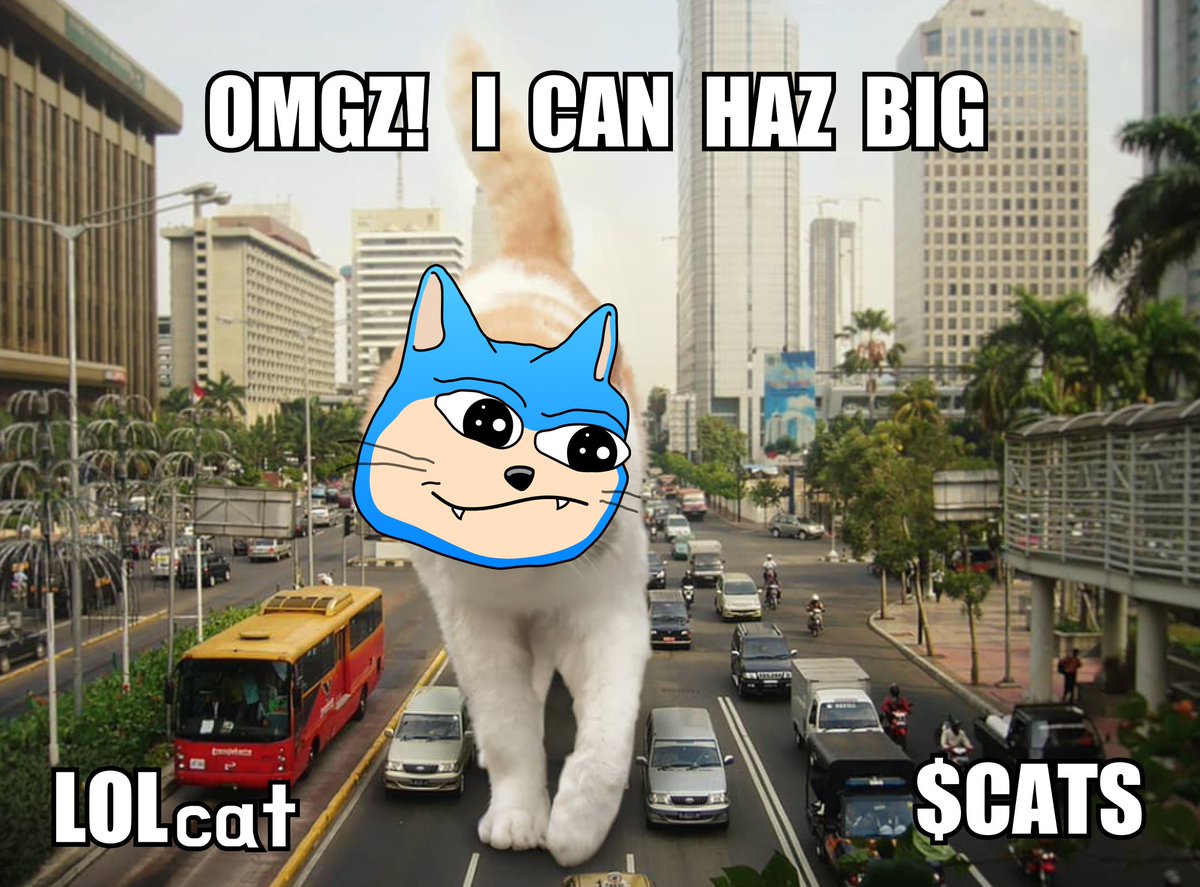 lolcat tweet media
