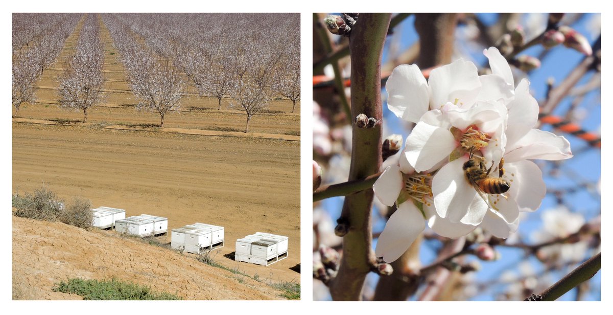 Join us in the Pollination Team @westsyduhie 18 month postdoc position studying honeybees in almond pollination systems. Open to applicants already eligible to work in Australia - link for details uws.nga.net.au/?jati=B00262B6…