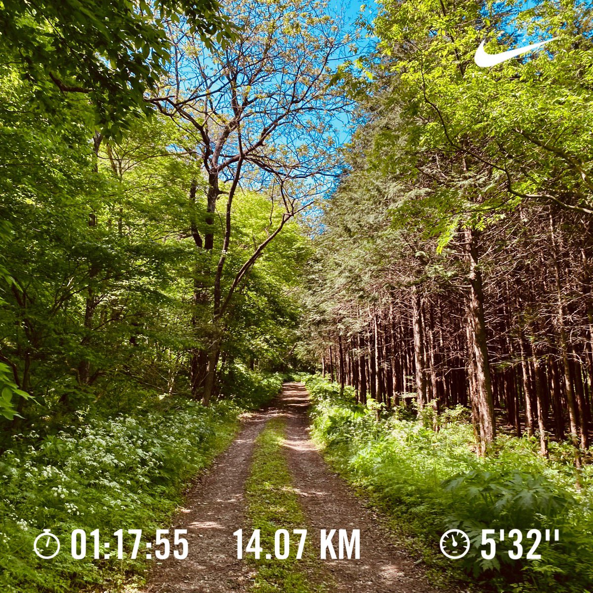EASY JOG ✔︎
A refreshing run along the forest route

Workout total＝Run →1232 times

#nike #running #pegasus40 #japan #nikerunner #easyjog #走れる事に感謝 #garmin
