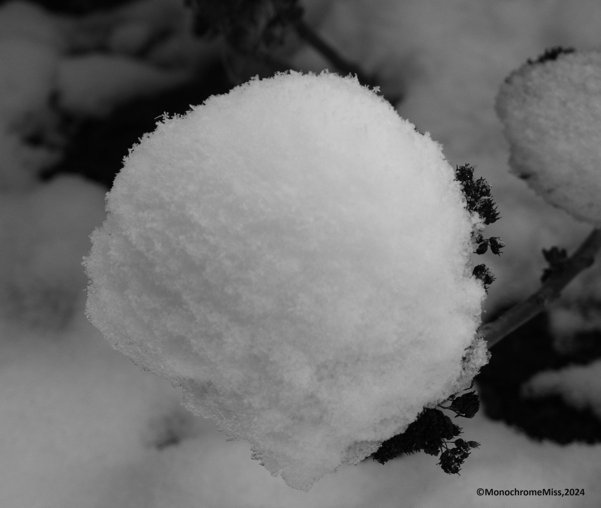Nature's Snowball, 2024
#Monochrome #bnwphotography #photographylovers #photooftheday #nature #snow #gardens #winter #flowersonfriday #positivevibes