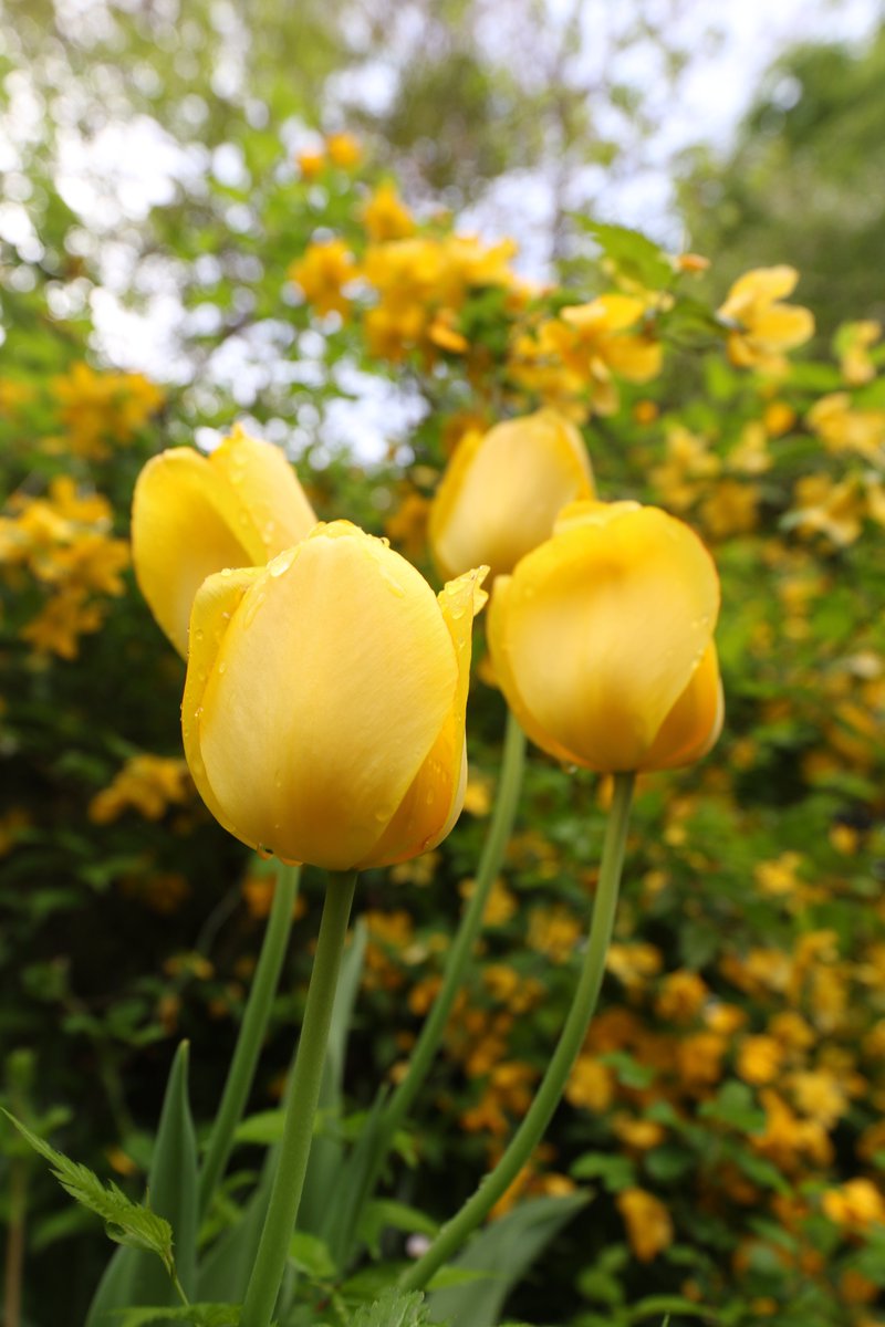 Beautiful Flowers in Japanese Spring. #Flowers #flowerphotography #gardening #garden #nature #flower #NaturePhotography