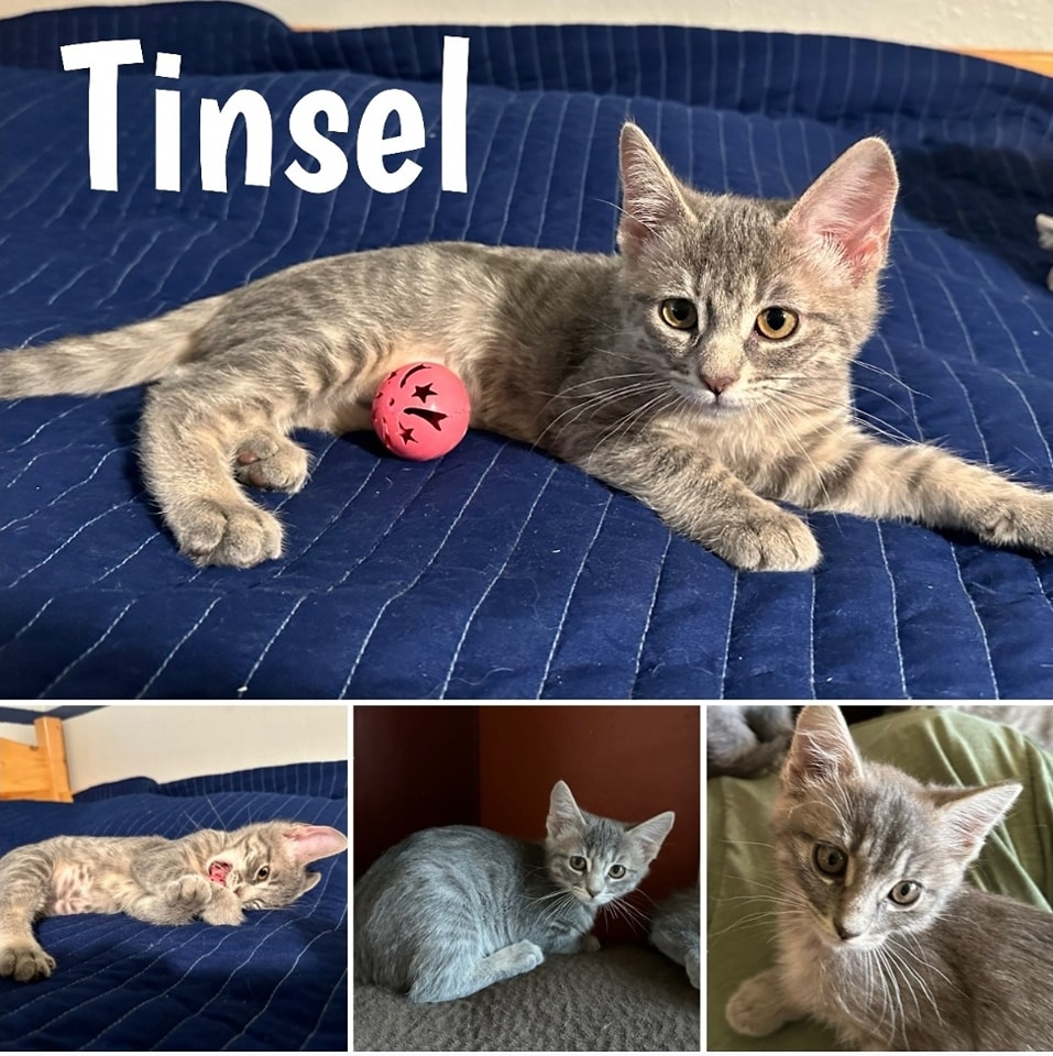 We're all about saving lives.
 We love happy endings like Tinsel and her furmaily! 
This is one of the 1000 adoption stories we're sharing to highlight our mission. bigdayofgiving.org/organization/i… 
#BDOG2024 #savinglives #donatetoday #kittens #puppies #ittakesavillage #gratitude