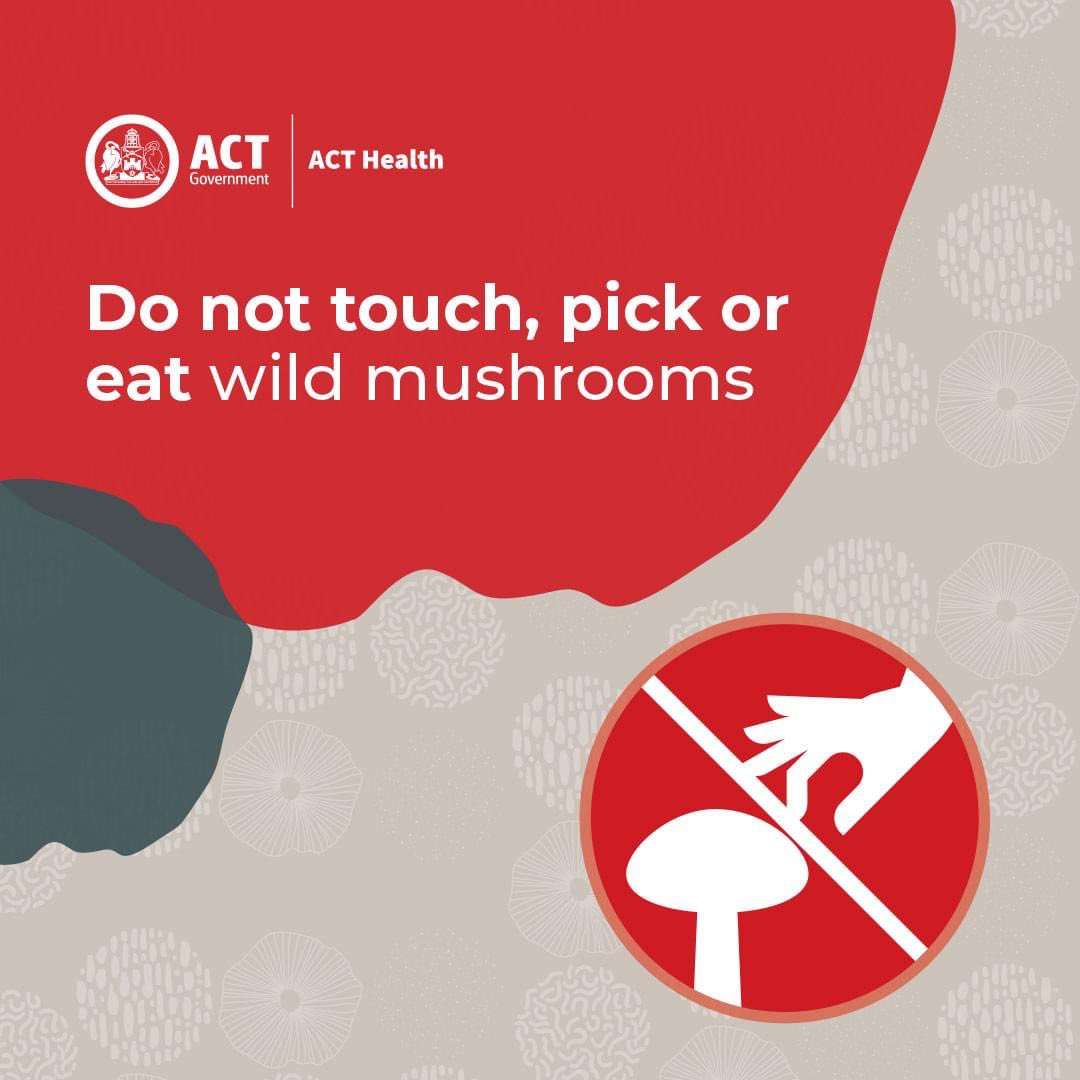 ⚠️🍄‍🟫 Death cap mushrooms are growing in the ACT. They are a deadly poisonous fungus. Do not touch, pick or eat wild mushrooms. If you think you may have eaten a death cap mushroom, seek urgent medical attention at a hospital emergency department.