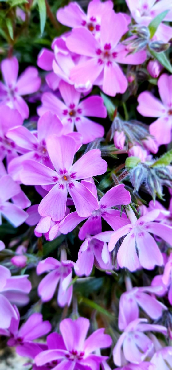 Some creeping Phlox for #FlowersonFriday
#FlowersOfTwitter 
#flowers
#nature
#NaturePhotography