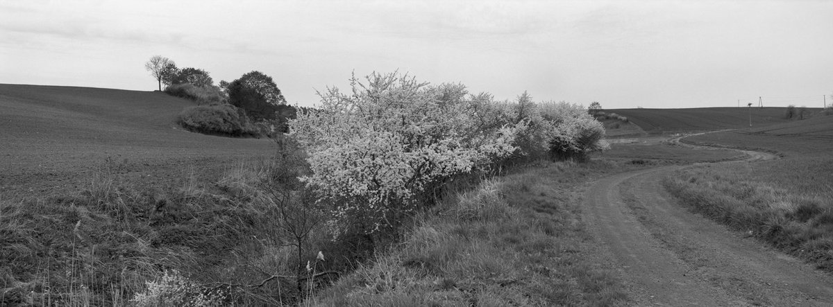 Spring in full swing. Gniew.  
Hasselblad xpan II +45/5; Ilford xp2 super.    #ilfordphoto #hasselbladxpan #xpan #analogpanorama #poland #analogphotography #panophotos #bnwphotography #springonilford #fridayfavourites