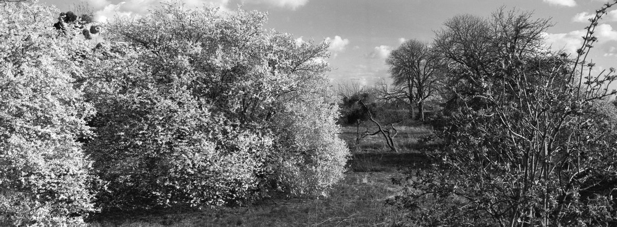 Spring in full swing.  Bastion Wilk. Gdańsk.  
Hasselblad xpan II +45/5; Ilford xp2 super.    #ilfordphoto #hasselbladxpan #xpan #analogpanorama #poland #analogphotography #panophotos #bnwphotography #springonilford #fridayfavourites