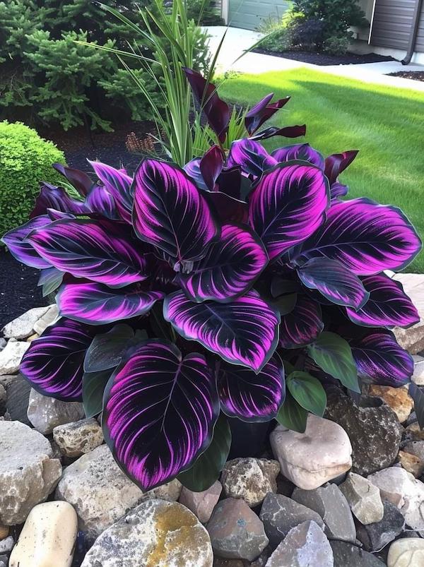 This plant is so fancy, it needs its own rock garden.
tjrlife.com
#tjrlife
#calathealife #fancyplants #rockgarden #survivorplants #livingthehighlife #indoorjungle #isthissoil #plantsofinstagram #houseplantproblems