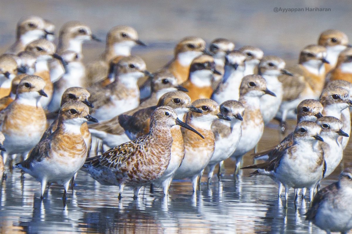 Waders in breeding plumage… 
In a few days all will be in full colours.. this is a different level of fun of birding. 
Curlew sandpiper among a flock of T-sand plovers slowing turning into breeding plumes. 
#IndiAves #BBCWildlifePOTD #natgeoindia #SonyAlpha #ThePhotoHour