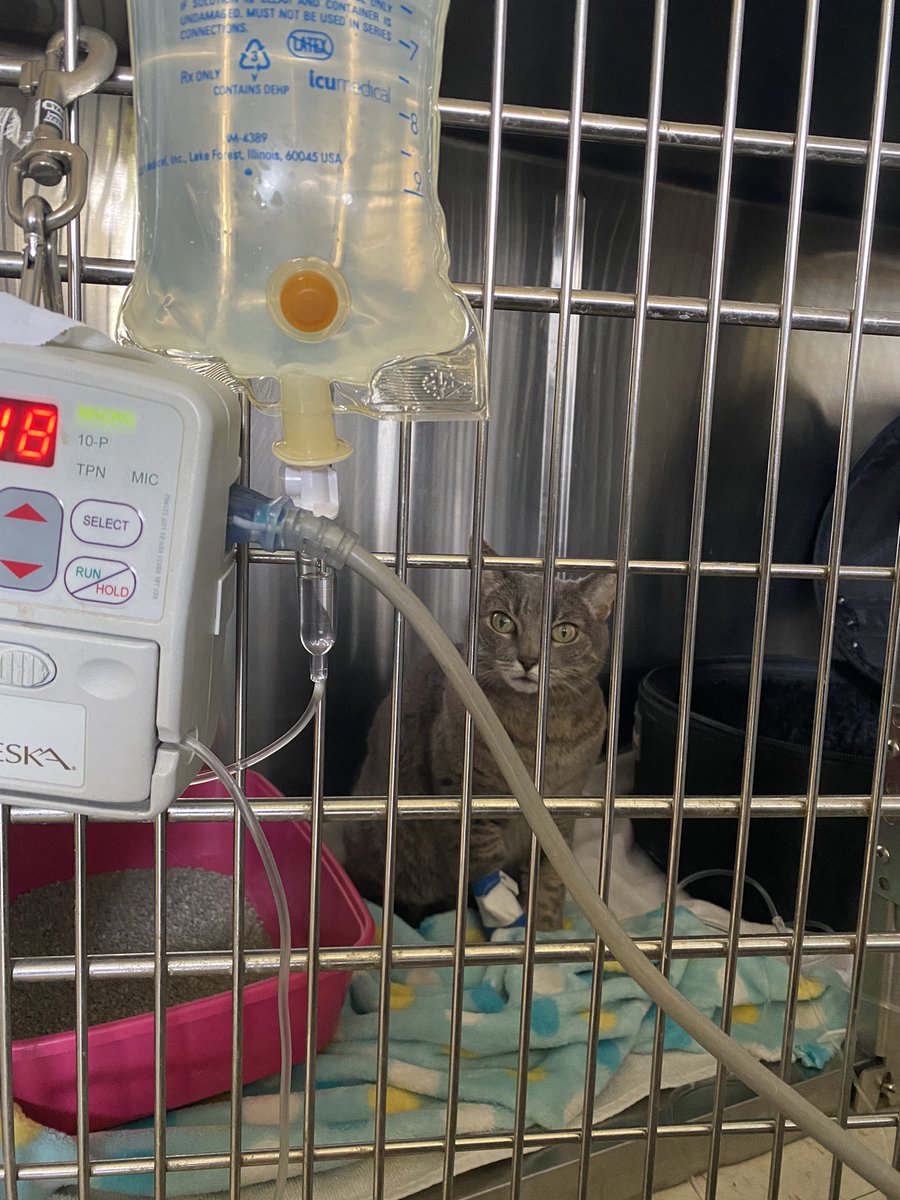 My cat, Edith Piaf has a partially collapsed lung and GI obstruction. We’re on hold to see if she needs surgery tomorrow AM. If you can, please donate, and if you can’t, please share the hell out of this gofund.me/ab47e331
 #cat #vetbills