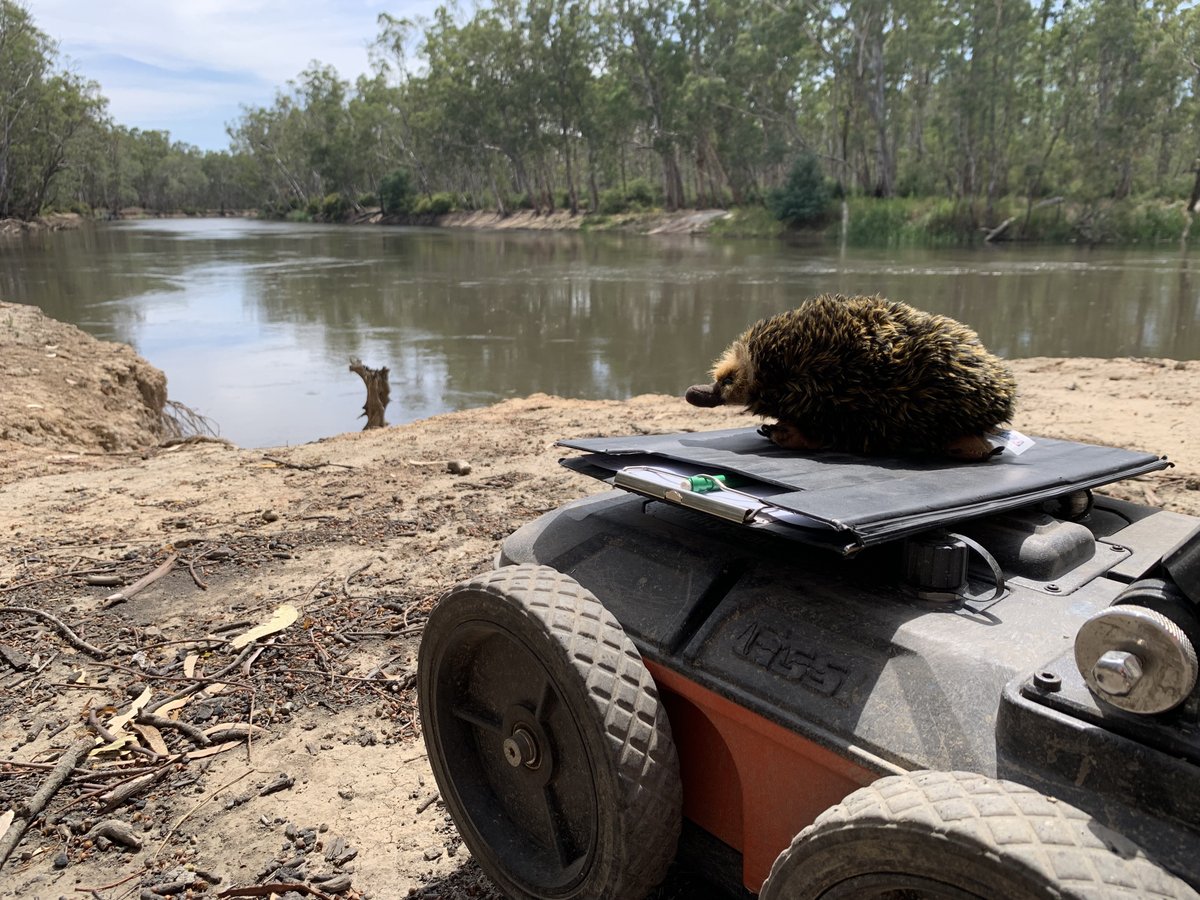 #EvieTheEchidna
Evie was conducting some Ground Penetrating Radar (GPR) work along the Murray River recently!
#geophysics #archaeology #heritage #landscapes #environment #nature #heritagematters