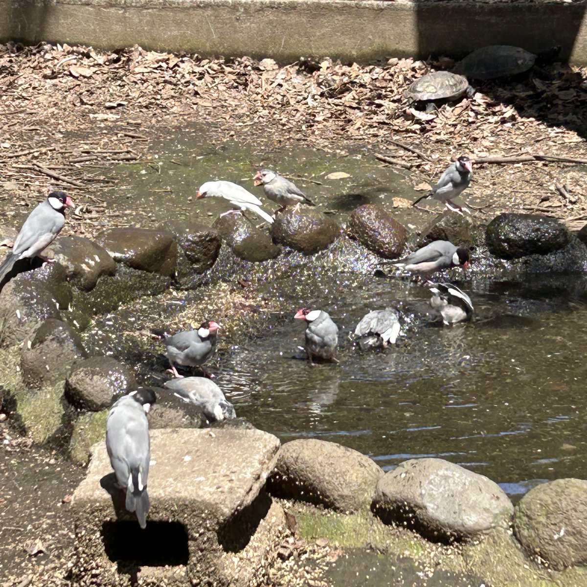 choco200614's tweet photo. 水浴び場　大盛況
#文鳥　#相模原麻溝公園 https://t.co/2cotucoeBS