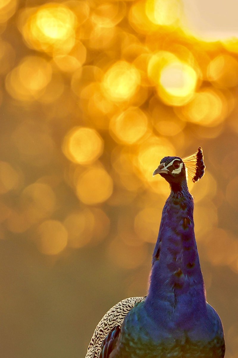 Good morning ✨ 

Golden Crown 🦚 

Peafowl is the national bird of India.
This creative image in golden bokeh glorifying its beauty.

foundation.app/@brijesh/panth…

Special offer included