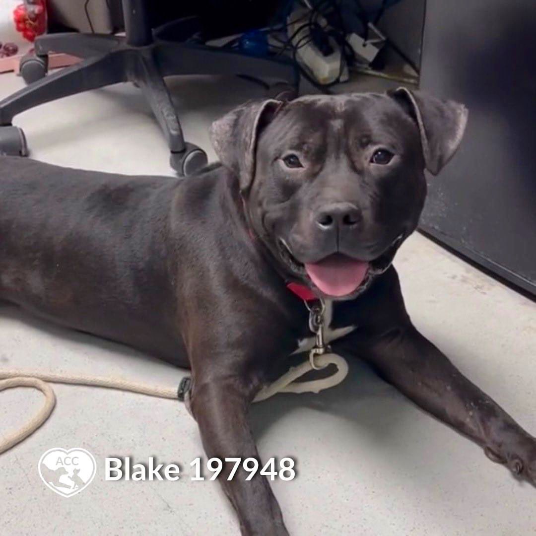 #AdoptDontShop 🐶 Blake 💜 #NYCACC #NewYork 5yo goodest boy 🥰 Friendly, knows “sit” & “paw.” Perfect #WFH buddy! You can go for walkies on breaks. 🙌🏽 Blake is looking for a forever🏡 w/o tiny humans for now. Can you foster? #FostersSaveLives 🛟♥️ nycacc.app/browse/197948