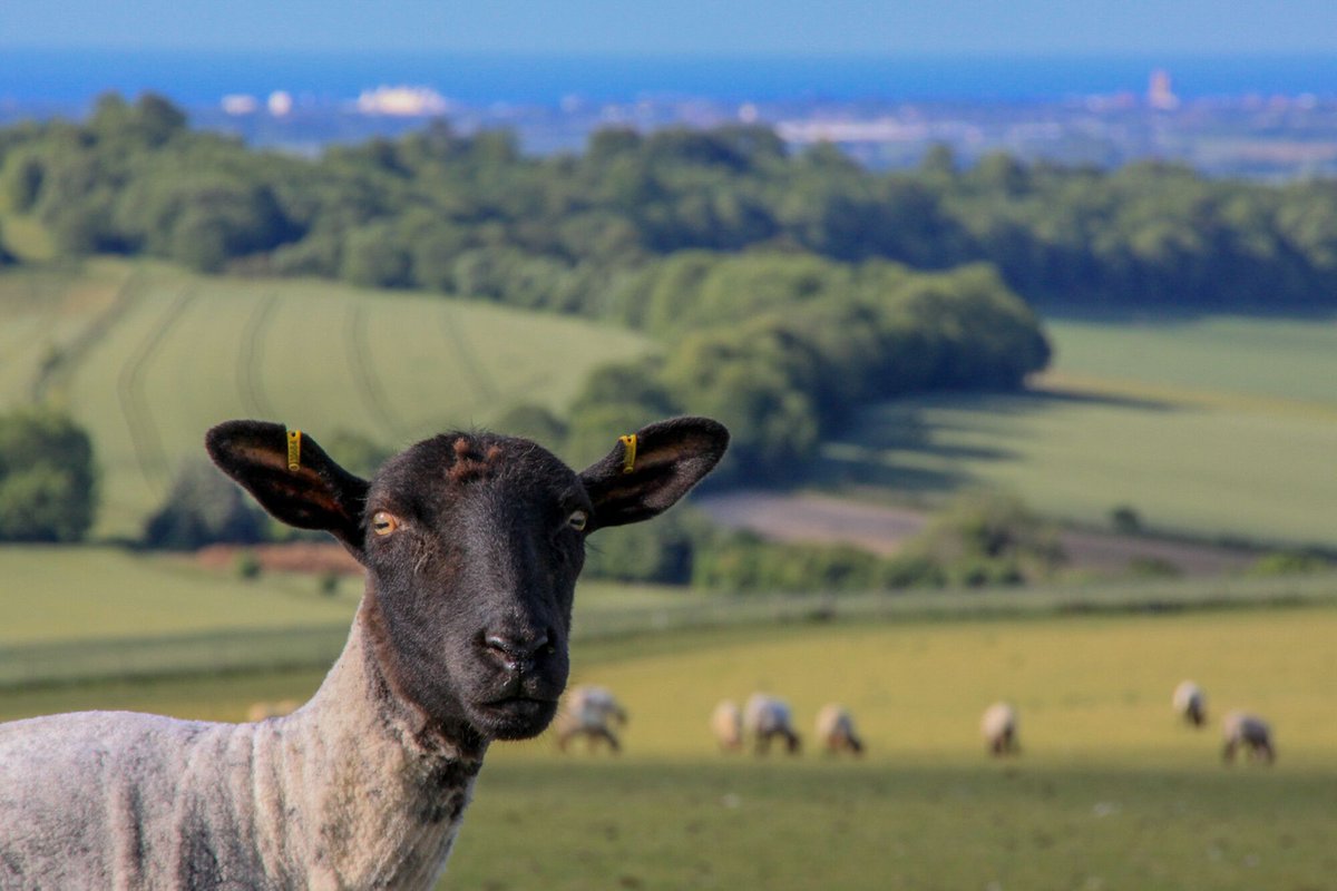 Bank Holiday weekend, you say?

We like the sound of that!

If you're out on the Downs please do remember to leave gates as you find them and keep dogs on the lead when near farm animals.

📷 Roy Saunders 

#SouthDowns #TakeTheLead #BankHoliday