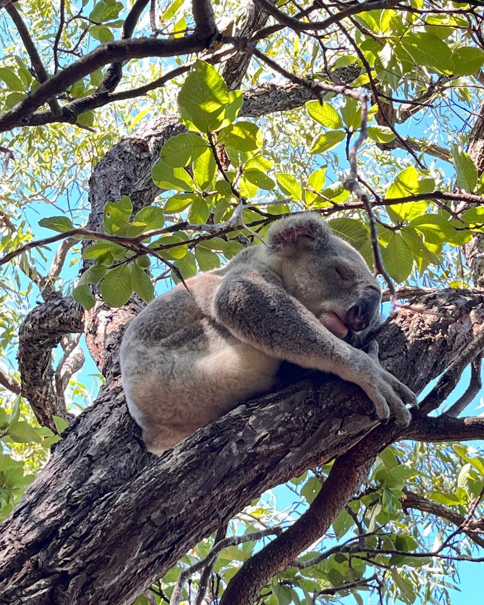 Celebrating International #WildKoalaDay 🐨🍃 We're lucky enough to have Northern Australia's largest colony of wild koalas living on Magnetic Island 🏝 #townsvillenorthqueensland #thisismagneticisland