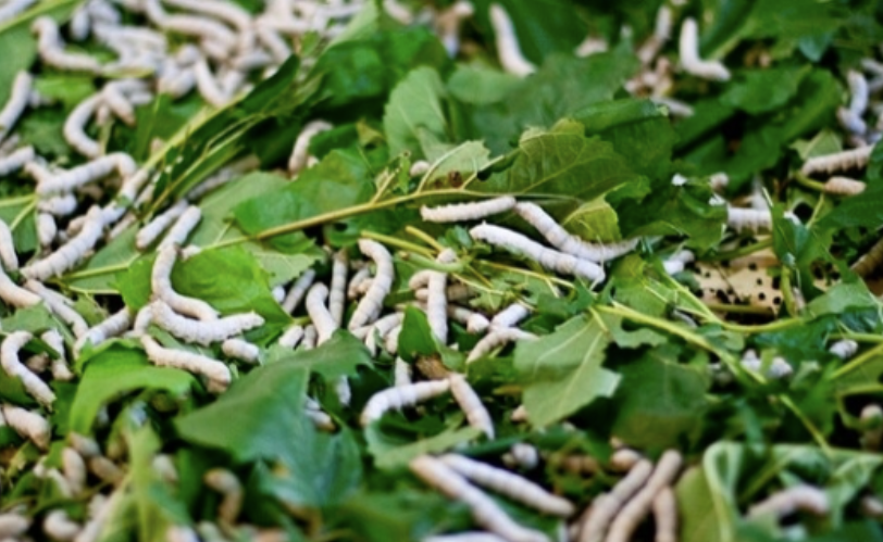 SLSVPurpose's tweet photo. After Revitalising Horticulture, Award Winning IAS Officer is Now Reviving Sericulture in Kashmir
https://t.co/zLOiNwCGoi
#SLSV #SLSVIndia #GreenEconomy
#KashmirSericulture #AgriculturalRevival
#SustainableDevelopment #HorticultureToSericulture @IASassociation @AjazAhmadIAS https://t.co/N3NAoEauZM