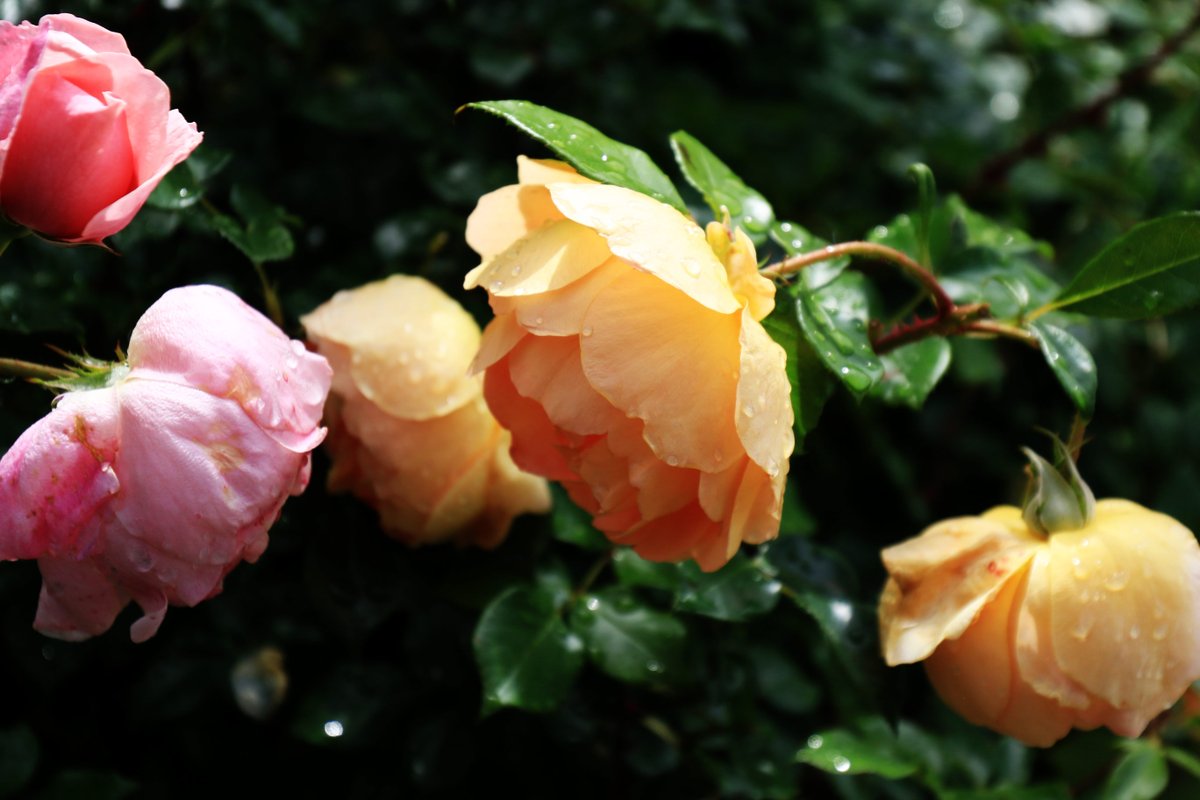 Beautiful Rose blooming now in Japan. #Flowers #flowerphotography #gardening #garden #nature #flower #NaturePhotography #rose