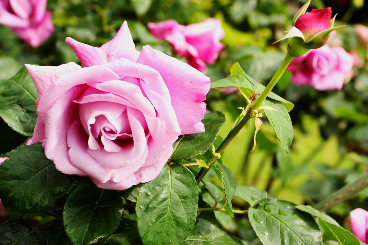 Beautiful Rose blooming now in Japan. #Flowers #flowerphotography #gardening #garden #nature #flower #NaturePhotography #rose