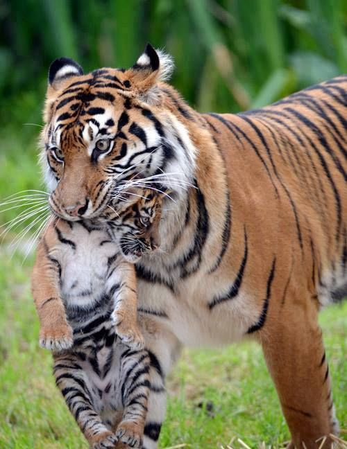 Good morning X-Friends…🌷🍃☕️ Have a happy Friday and a beautiful weekend 🌳☀️🐯🐯🧡 #FridayFeeling 🌷 #CoffeeTime ☕️ #WeekendVibes ☀️ #AnimalLovers 🩷 #StayPositive 🌸 #PeaceAndLove 🕊️