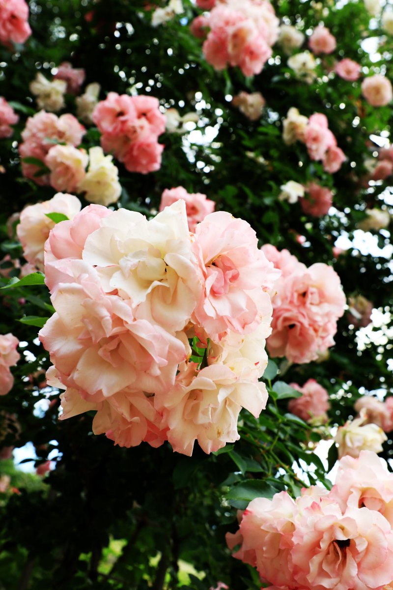 Beautiful Rose blooming now in Japan. #Flowers #flowerphotography #gardening #garden #nature #flower #NaturePhotography #rose