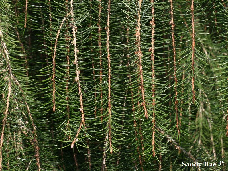 Picea breweriana description & cultivars
conifersgarden.com/rare-conifers/…