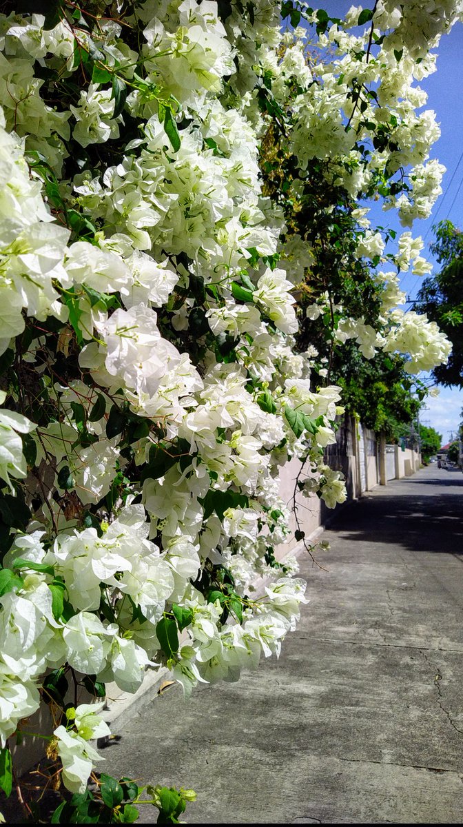 #FlowersOnFriday 
White Bougainville for a glimpse of warm days to come🤍💚💫🐝