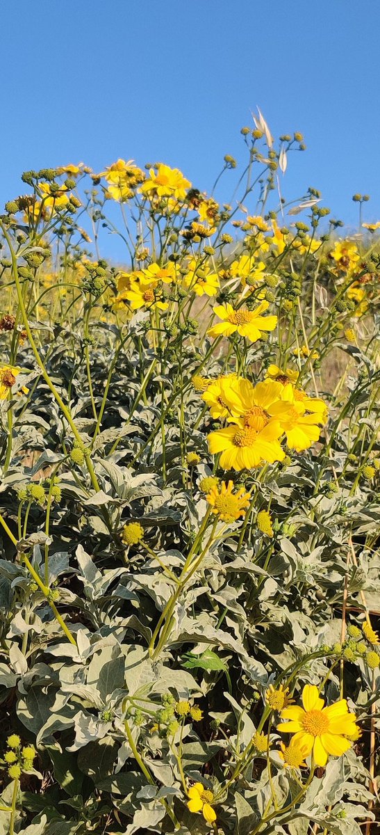 RunningCardinal's tweet image. How do you wrap up a long day inside? Find a hill and walk/jog up it! Inspiring to see all the people and puppies walking up Mt. Rubidoux this evening. 
#ASIC2024 @RimaHabre_ScD