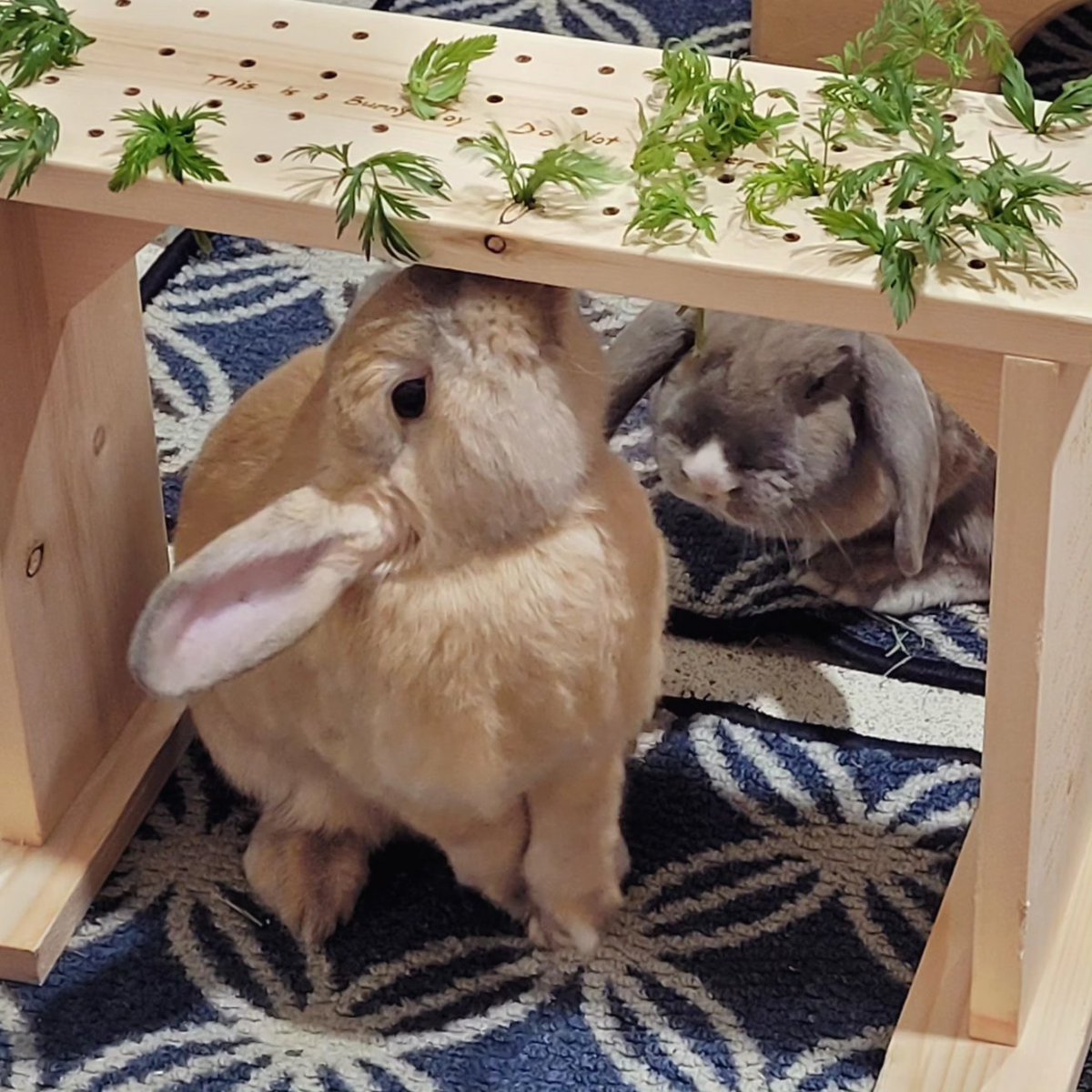Pumpkin and Jellybean are looking for their forever home! This 2-year-old sibling pair is full of love and is sure to entertain endlessly with their antics, but they're also high maintenance and need lots of grooming and attention! Apply to adopt at bunnycafe.ca/adopt