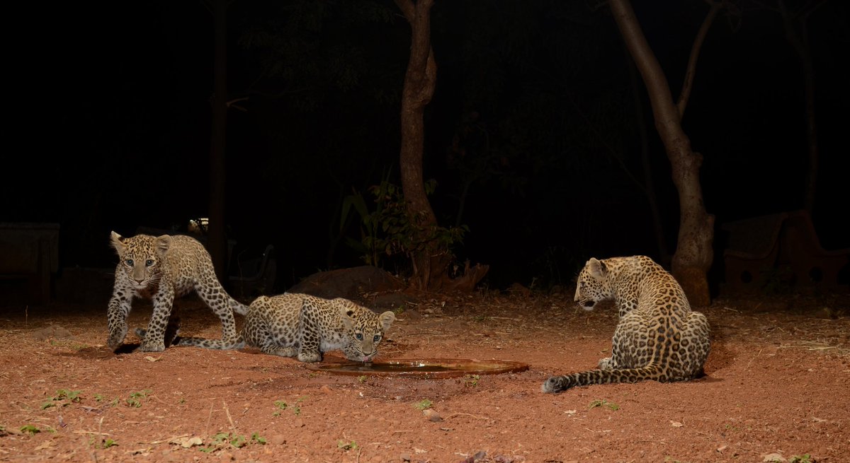 Those who have never seen leopard under favourable conditions in his natural surroundings can have no conception ofthe grace of movement, & beauty of colouring, of this the most gracefuL & most beautiful of all animals in our Indian jungles- Jim Corbett #InternationalLeopardDay