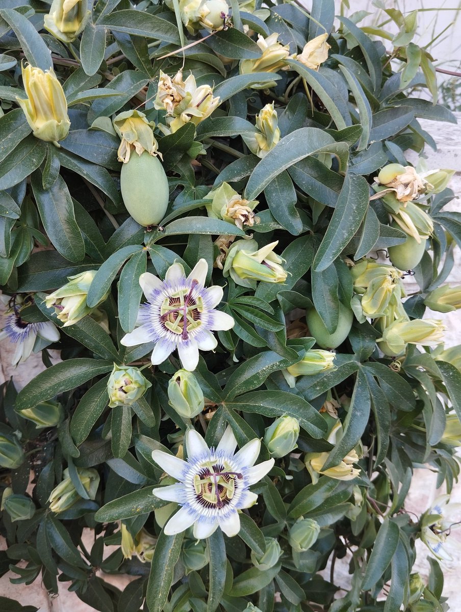 Time for #FlowersOnFriday We call these 'little watches'