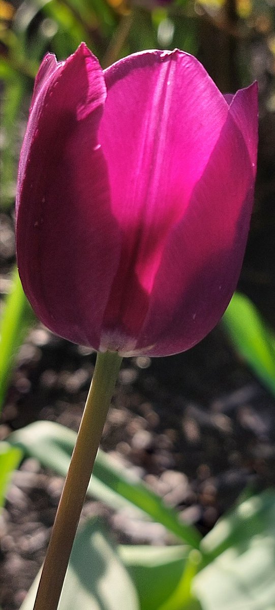 QP some Tulips 🌷🌷📸

Mine.. 👇🏼

#NilaPix #Tulips 🌷 #Purple #Flowers #Perennial #Bulbs #Spring #Gardening #GardeningTwitter #GardeningX #FlowersOfTwitter #FlowersOnFriday #Photography #FlowerPhotography #NoFilter #NoEdit #MobilePhotography