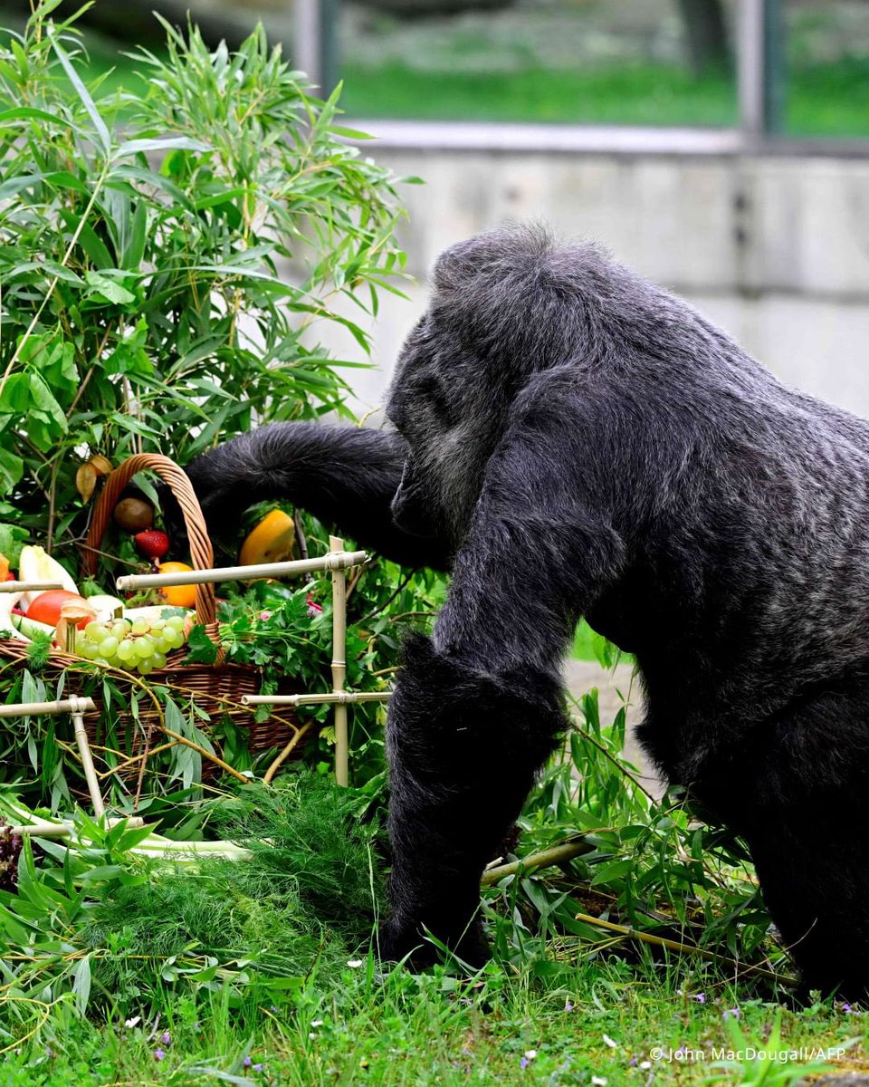 Meet the Worlds Oldest Gorilla “Fatou” •Has Lived at the Berlin Zoo since 1959 •On 13th April she celebrated her 67th Birthday In the wild, gorillas can live up to the age 35, and in confinement, with human care, up to 50. Source: DW News © John MacDougall/AFP #bbcqt #AVFC