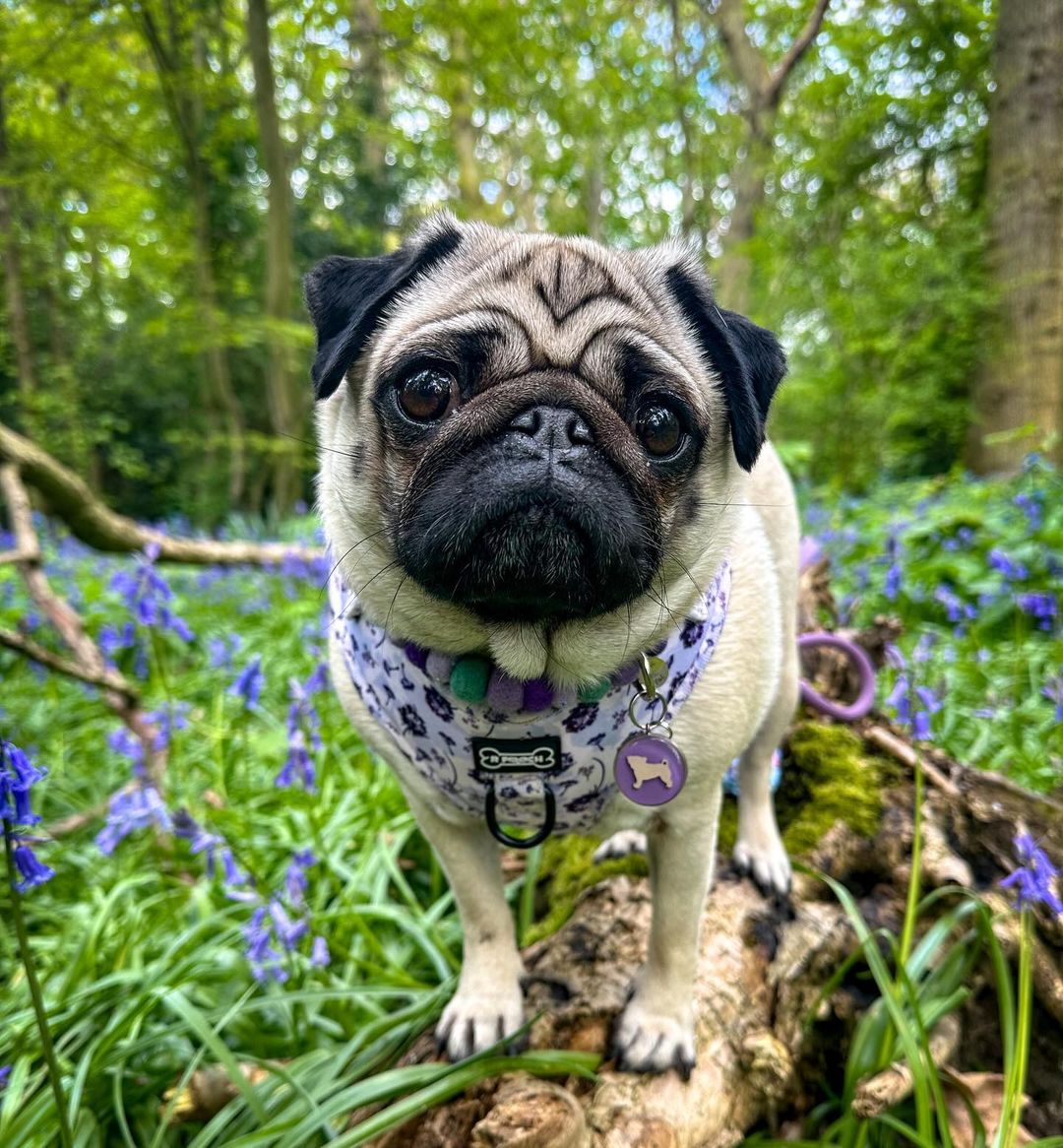 May your days be filled with sunshine, smiles, and sweet moments 💜💜💜 Happy new month 💜💜 Make a wish harness -  - TEAMBH Ad/brandrep #cookiethepug  #puglove #may #newmonth #mayflowers #bluebells #puglove #cutepug #loveher #fawnpug