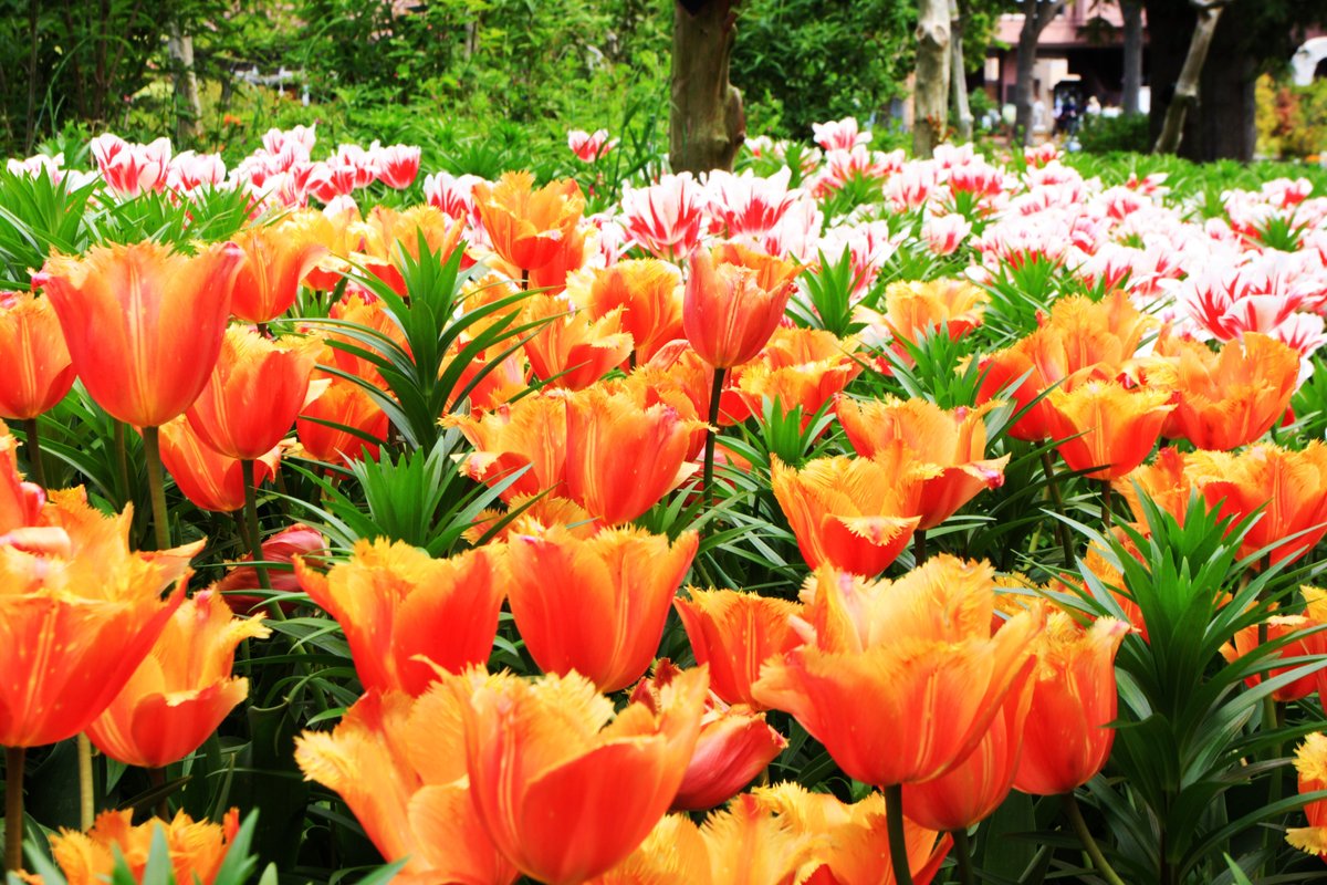 Beautiful Tulip in Japan. #Flowers #flowerphotography #gardening #garden #nature #flower #NaturePhotography #tulip