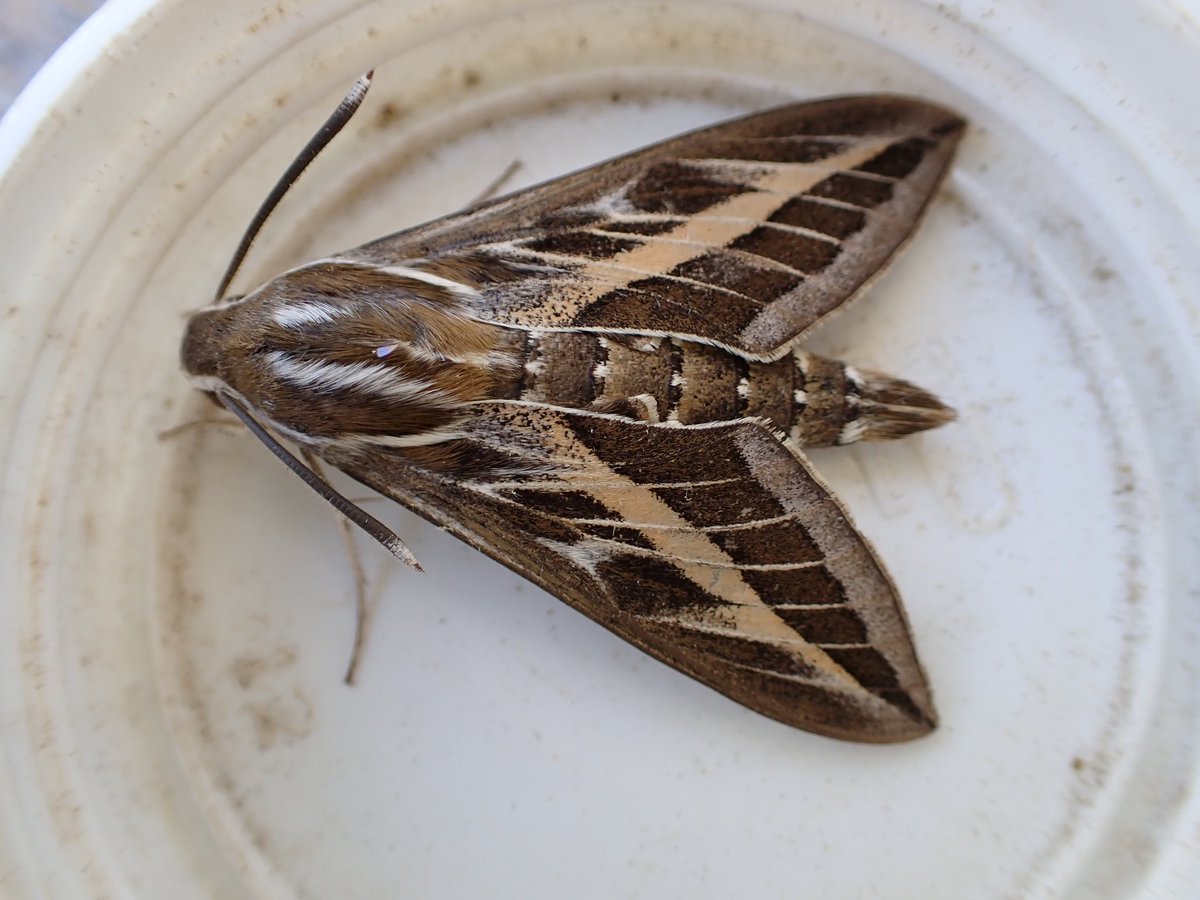 Lesvos Day 1 - Did not go to plan, and I spent most of the day in hospital @JLowenWildlife brightened thing up with a nice striped hawkmoth thanks to @WildlifePrecey @JLowenWildlife for looking after me