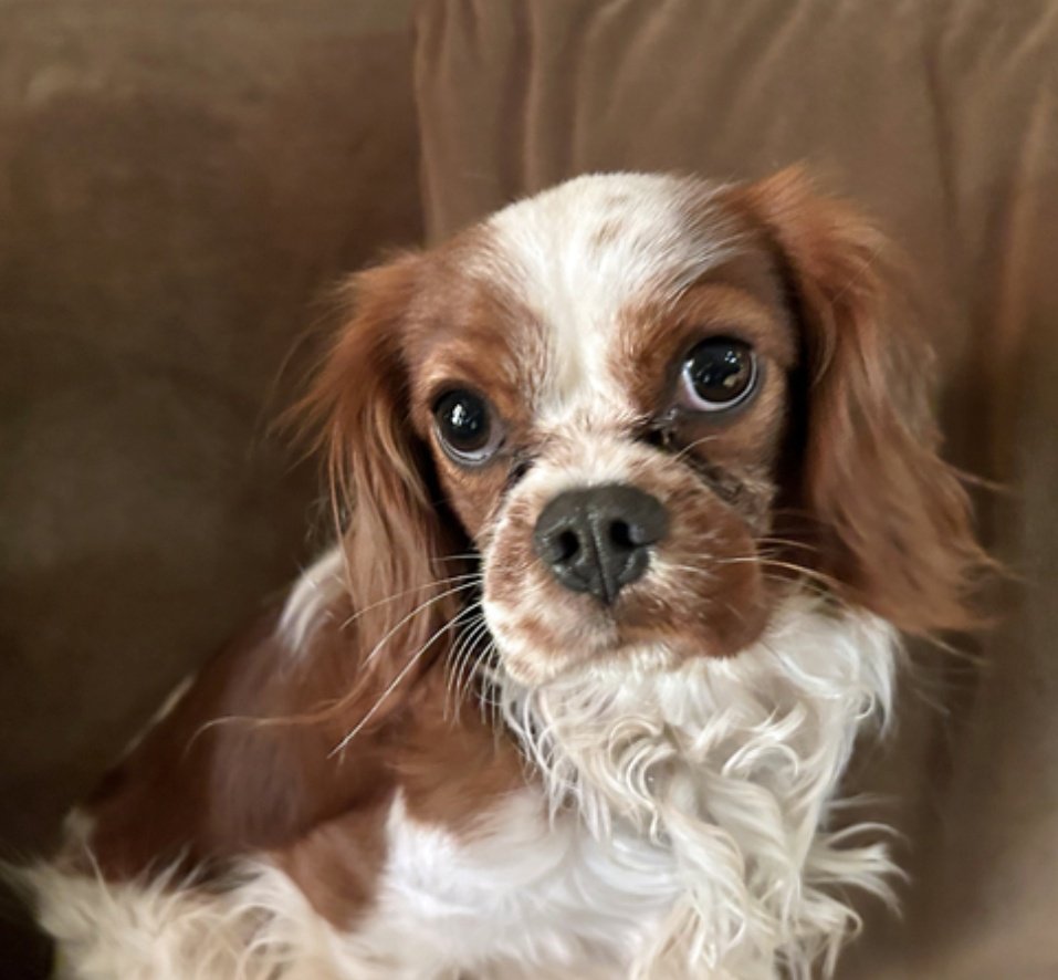 Hi I'm Riley in Rogersville, MO and I'm 1 year old. I was brought to rescue by a good Samaritan and at first I was skittish and stayed in my crate. Now that I've discovered cheese I love to come out of my crate and hang out with my foster family. CavalierrescueUSA.org