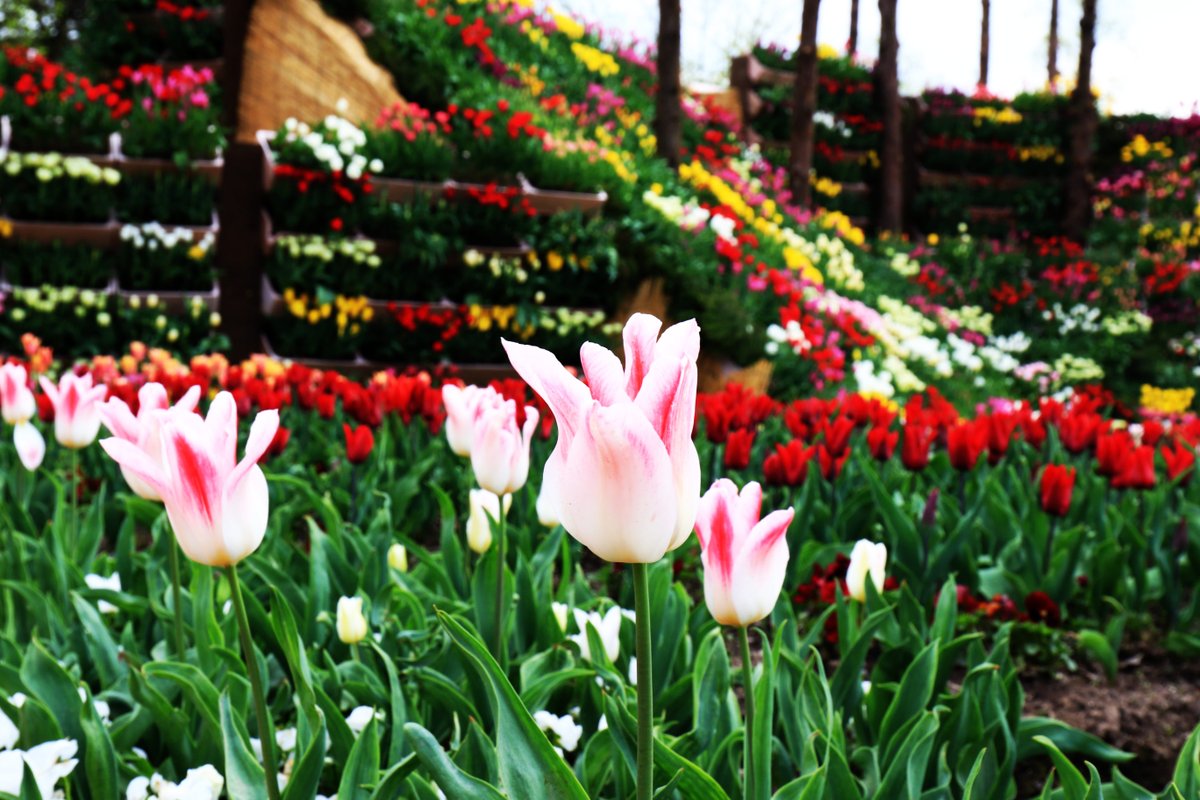 Beautiful Tulip in Japan. #Flowers #flowerphotography #gardening #garden #nature #flower #NaturePhotography #tulip