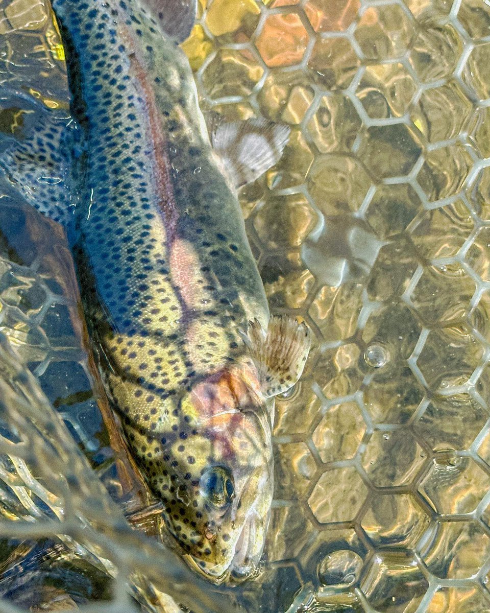 あー♪綺麗なニジマスが釣れて満足✨✨✨

貴重な休日だけど、釣り好きの考えることは同じよぅです笑

今日も地元の方やフライやってる方など、
釣り人さんとお話もできた--☺️

渓流ではなかなか人に遭わないけど...
普段、釣りの話が出来る人がいないので楽しい🎣🔥☄️