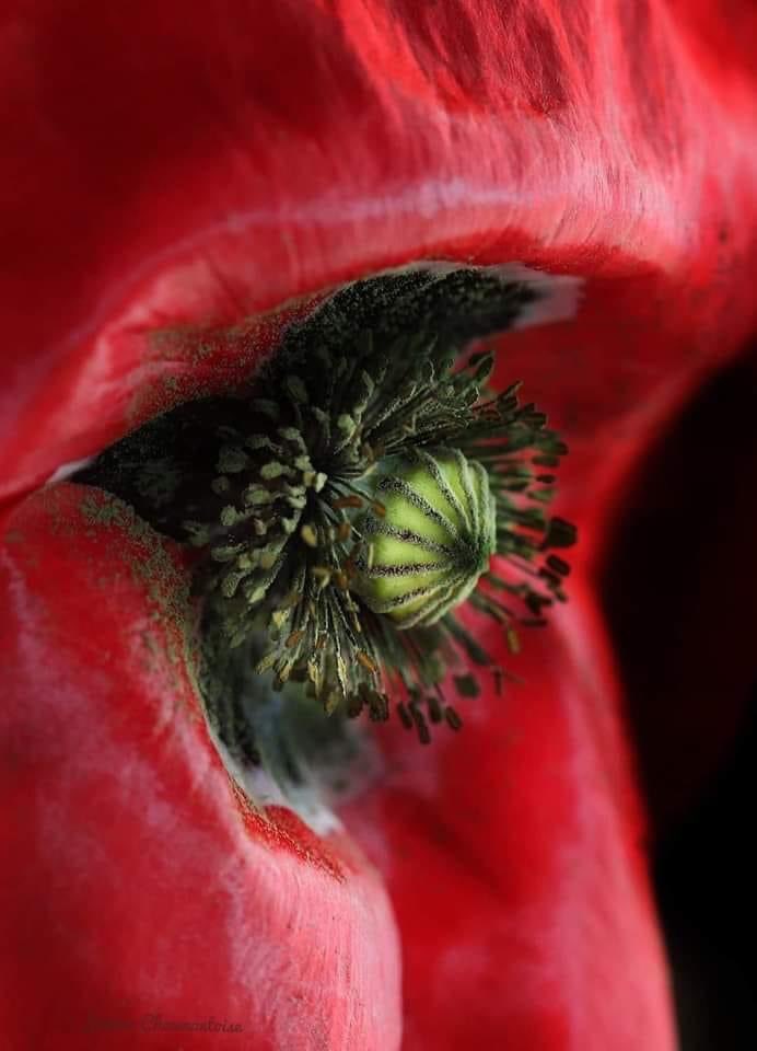 Porta il vento di maggio l’odore del fieno, il cielo immobile splende. Gli occhi stanchi colpisce di lontano il rosso papavero in mezzo al tenero grano. (Attilio Bertolucci) lo sguardo del papavero…. 📸 Joanna Chaumontoise