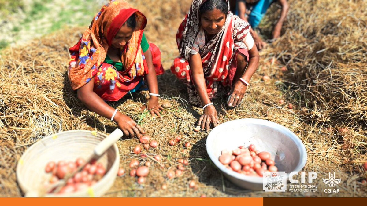 56% of intervention households in Khulna adopted potato 🥔 zero-tillage and straw mulching (PZTM) for climate adaptation! Learn how this labor-efficient technology empowers women and promotes food production in the dry season. 👉🏽 bit.ly/PB-ZeroTillage… 🔸 @giz_gmbh 🔸 @CGIAR