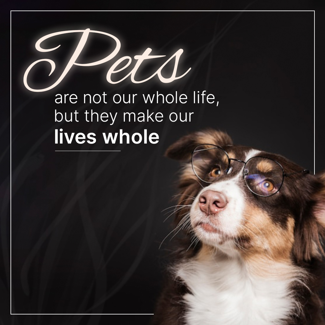 'True words spoken from the heart: 'Pets are not our whole life, but they make our lives whole.' 🐾💖 Let's cherish every wag, purr, and snuggle they bring into our lives. 

#PetLove #FurryFamily #FurEverLove #PetPals #HeartFullOfPaws #PawsAndLove #Budgetpetsupplies