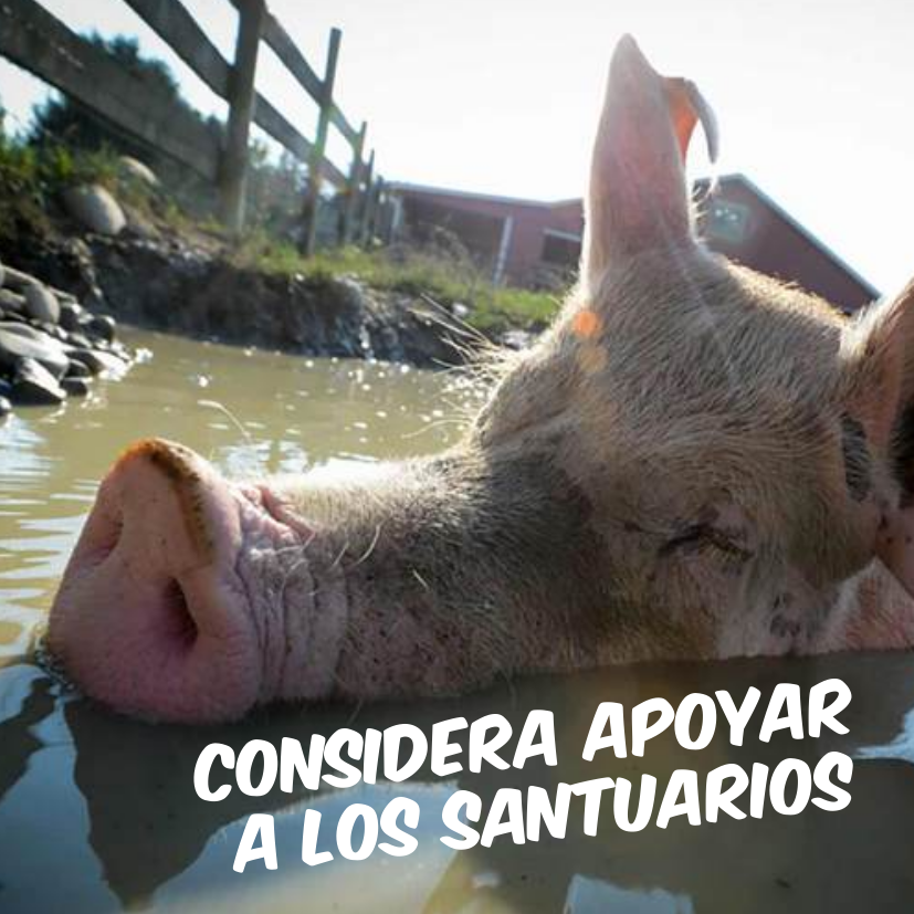 Como ya sabréis, son varios los santuarios antiespecistas que están atravesando momentos difíciles. Os planteamos que consideréis si podéis colaborar de alguna manera con su labor. #LiberaciónAnimal #Antiespecismo #Veganismo #Santuarios