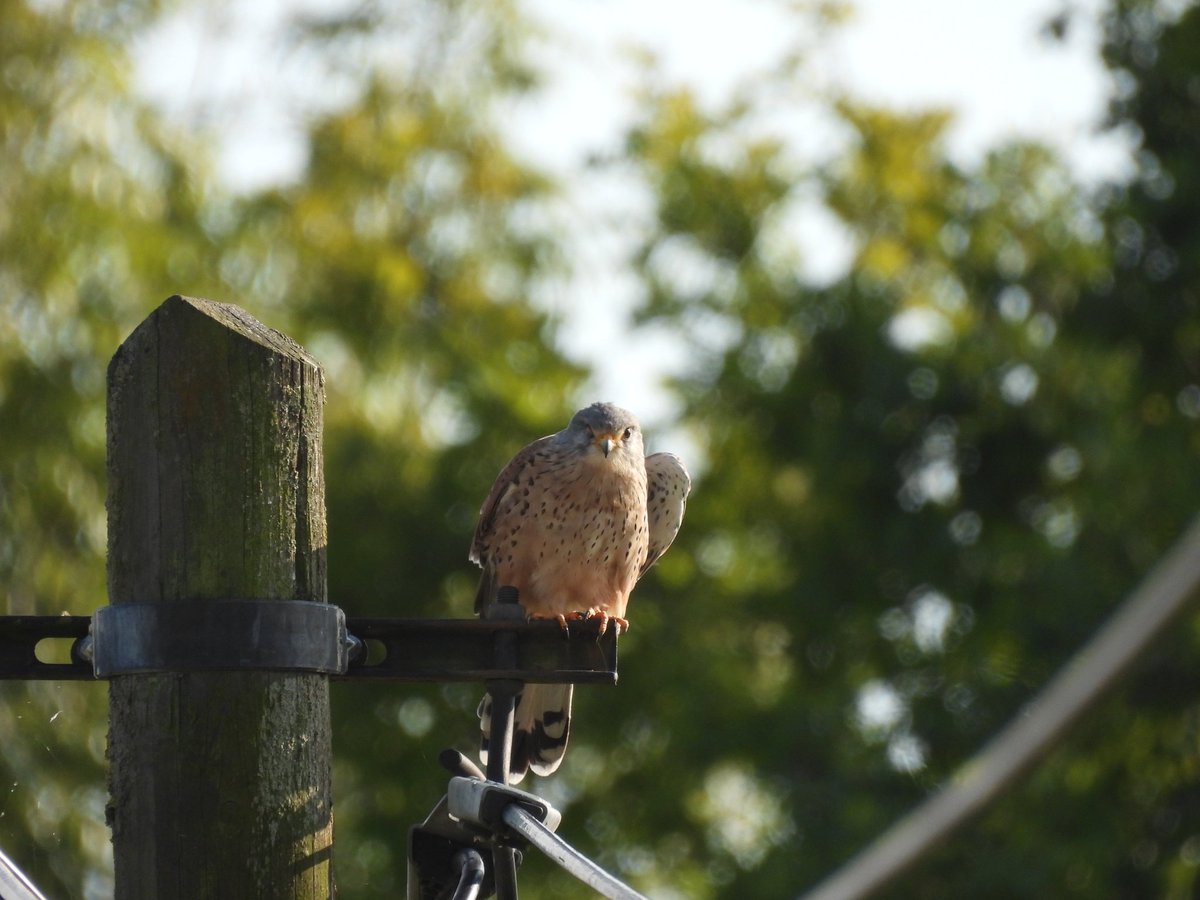 #FalconFriday
#Birds #BirdsOfTwitter
#NaturePhotography #NaturalBeauty