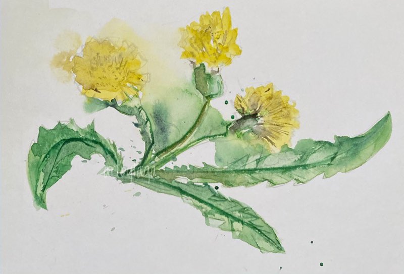 Dandelions #aquarelle #Archive #MentalHealthSupport