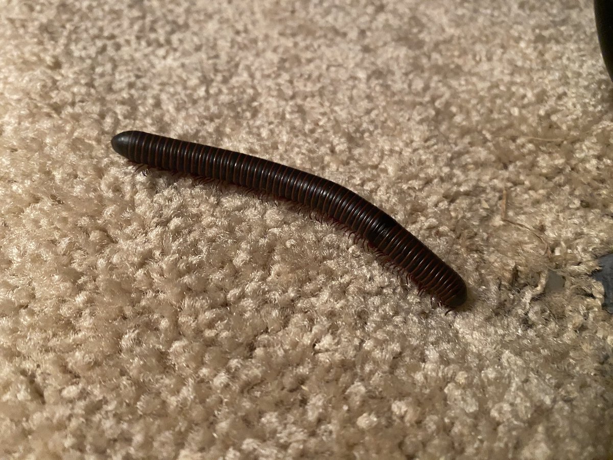 So I was just about to go to bed and what do I see but the cat stalking something. Turns out a millipede was crawling across our livingroom floor. Let the lil dude outside on a bed of moss